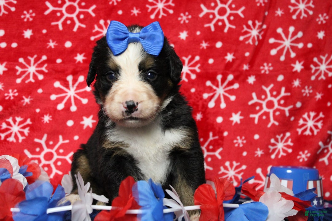 Bernese Mountain Dog dogs for sale: Pebbles - Image 2