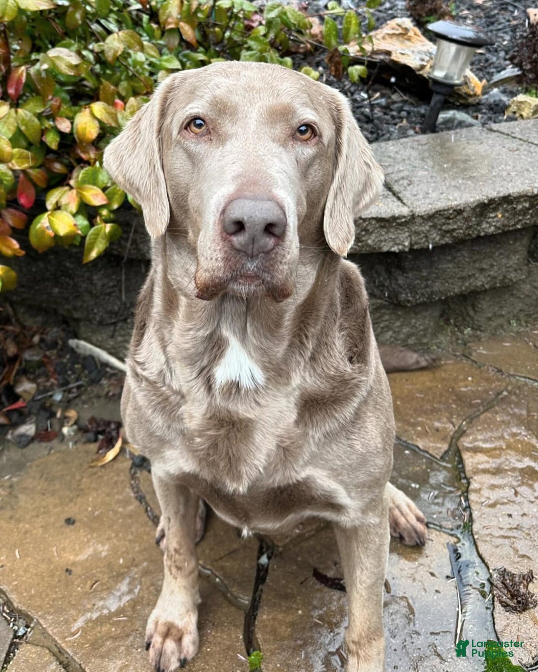 Labrador Retriever dogs for sale: Maxi - Image 5