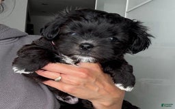 Maltipoo dogs for sale: Johnny - Image 4