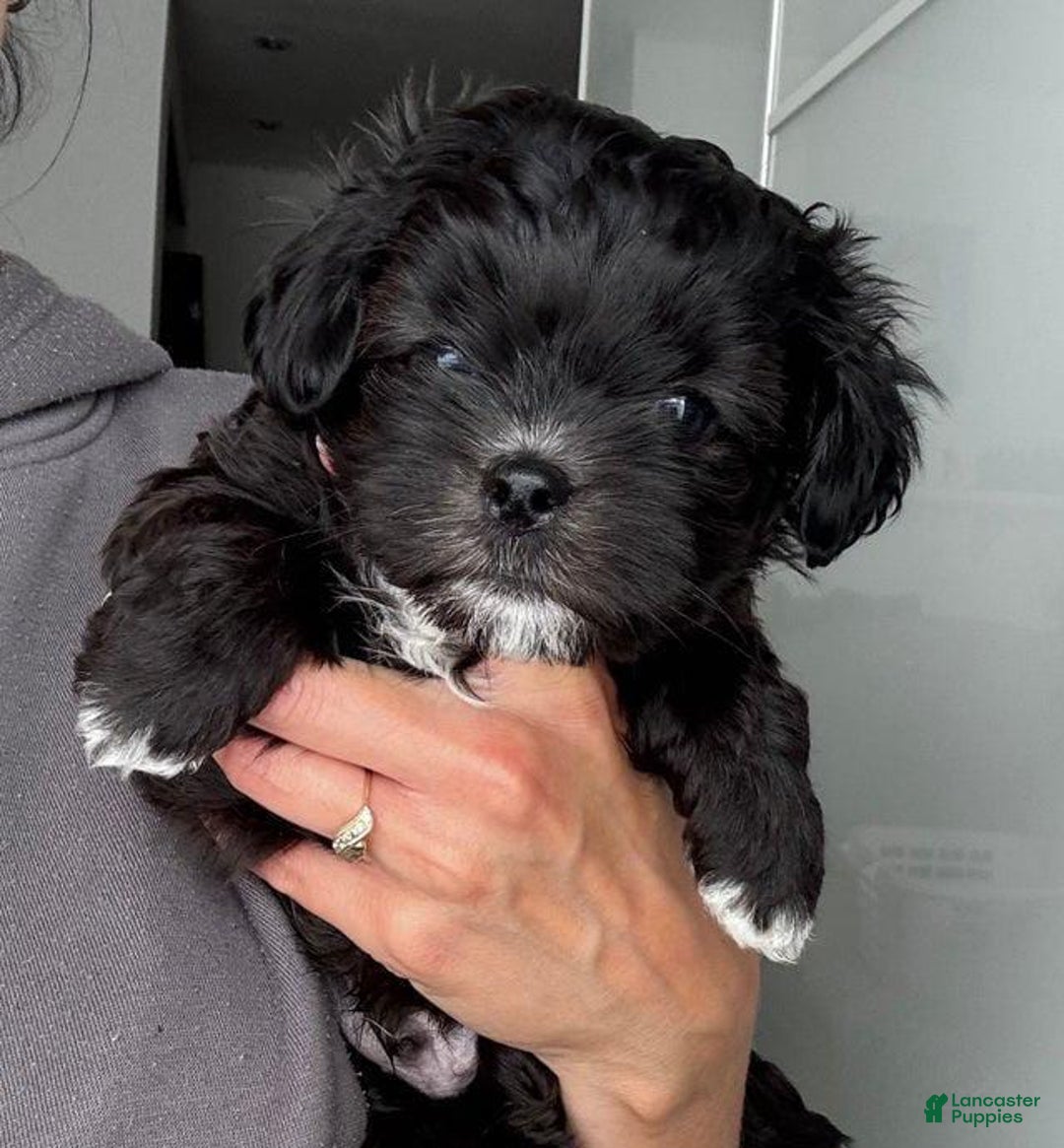 Maltipoo dogs for sale: Johnny - Image 4
