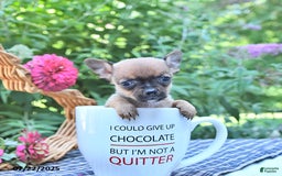 Chihuahua dogs for sale: Holly - Image 5