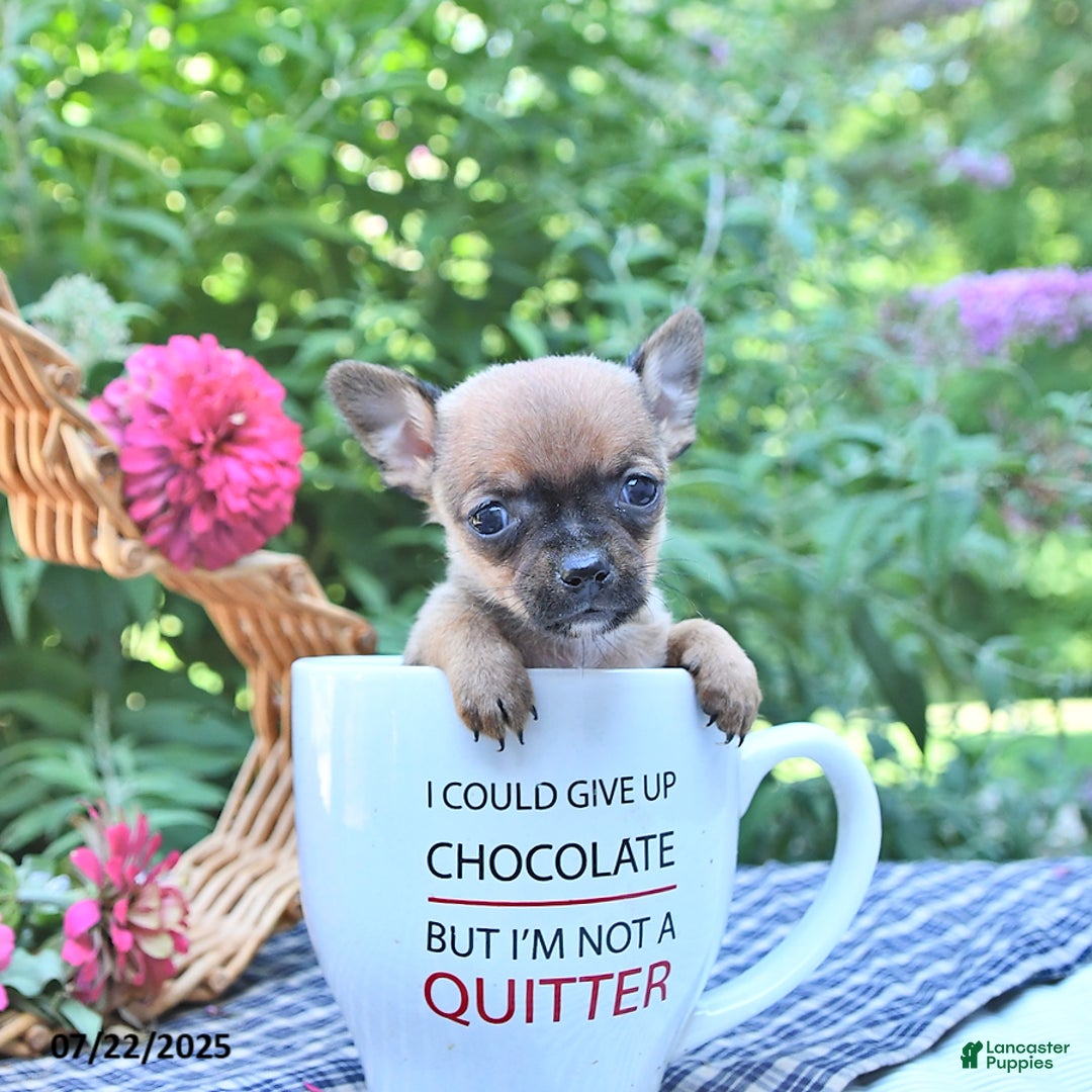 Chihuahua dogs for sale: Holly - Image 5