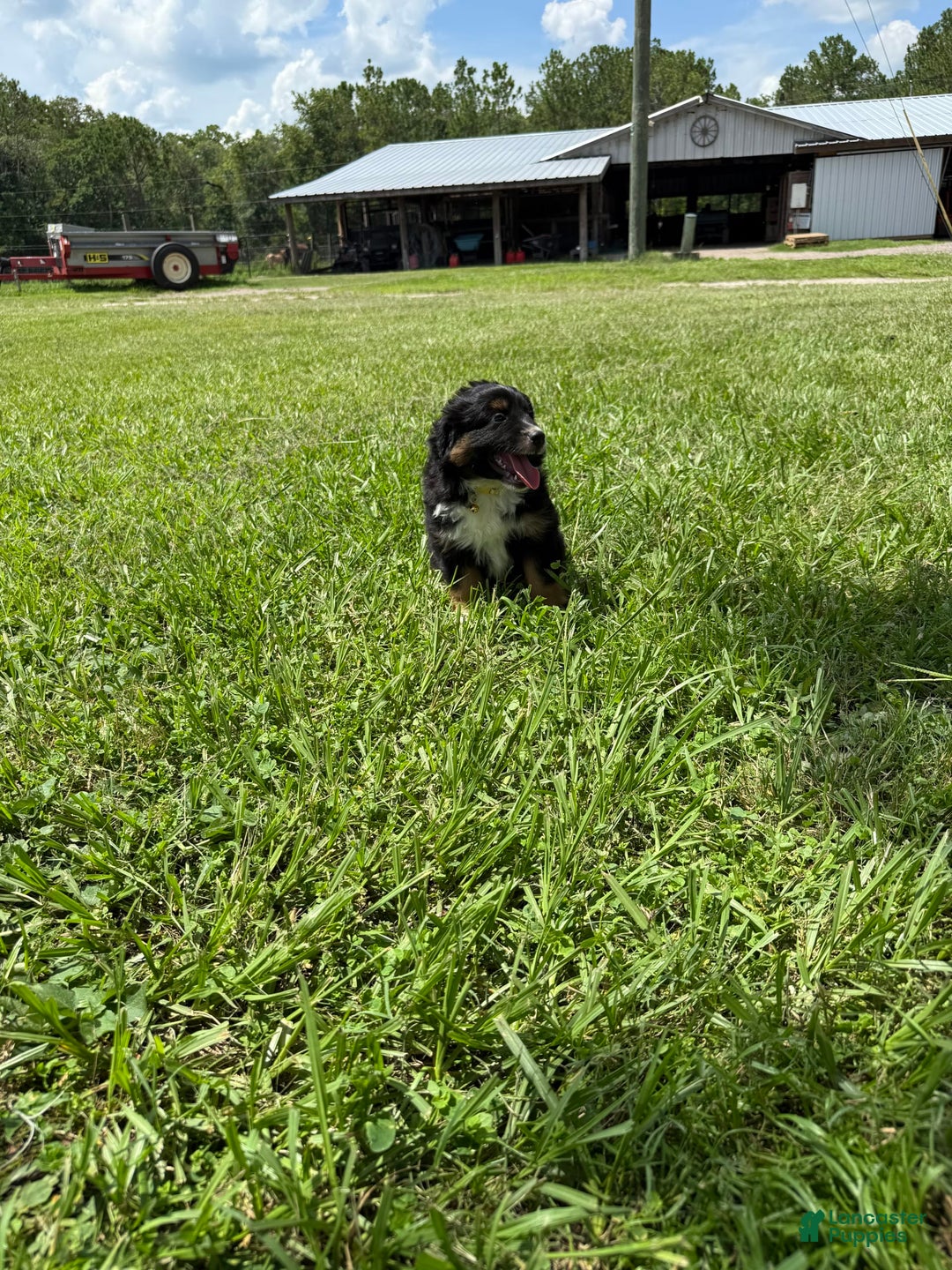  dogs for sale: Toy Australian Shepherd 2 puppies - Image 16