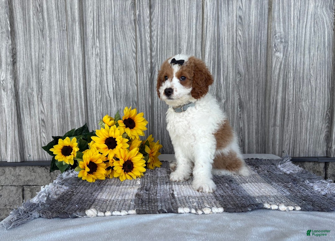 Mini Goldendoodle dogs for sale: Debbie - Image 4