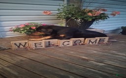 Rottweiler dogs for sale: Ninja - Image 3