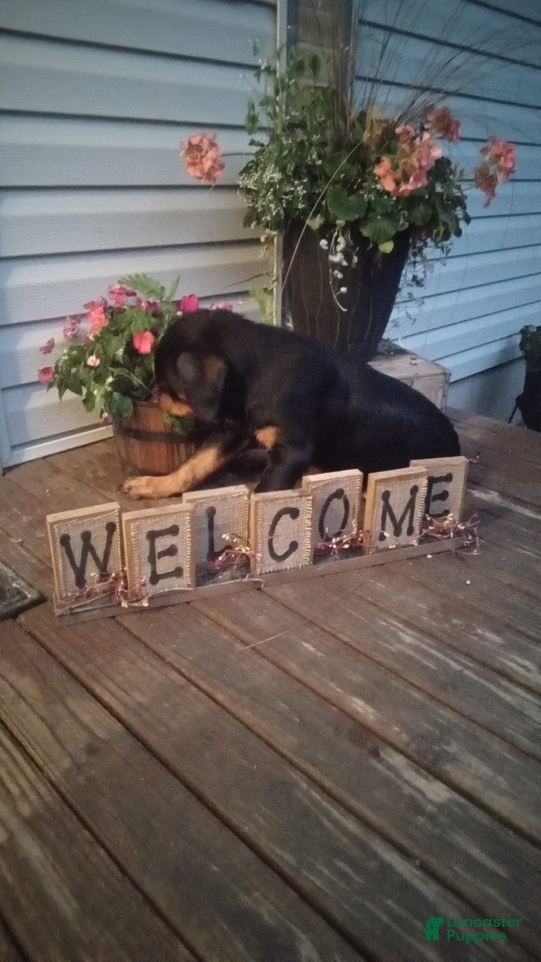 Rottweiler dogs for sale: Ninja - Image 3