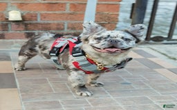 French Bulldog dogs for sale: ghost - Image 9