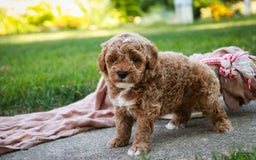 Miniature Poodle dogs for sale: Jagger - Image 3