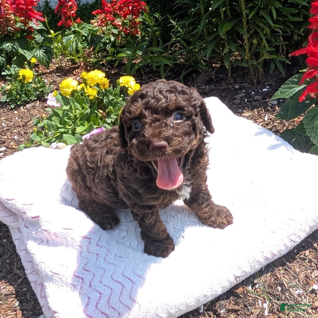 Toy Poodle dogs for sale: Zion - Image 4