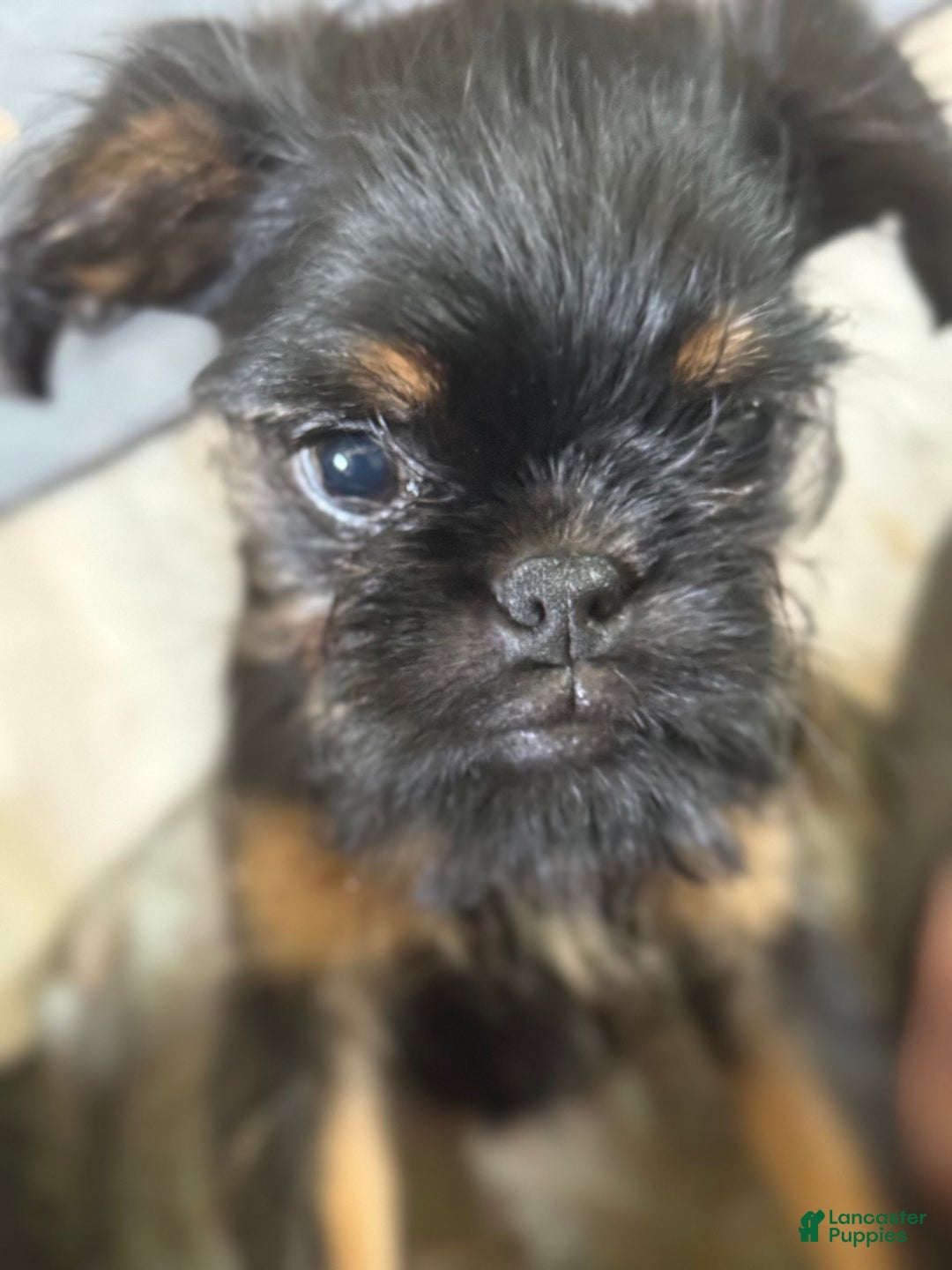 Brussels Griffon dogs for sale: Gilbert - Image 4