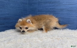 Pomeranian dogs for sale: Taryn - Image 14