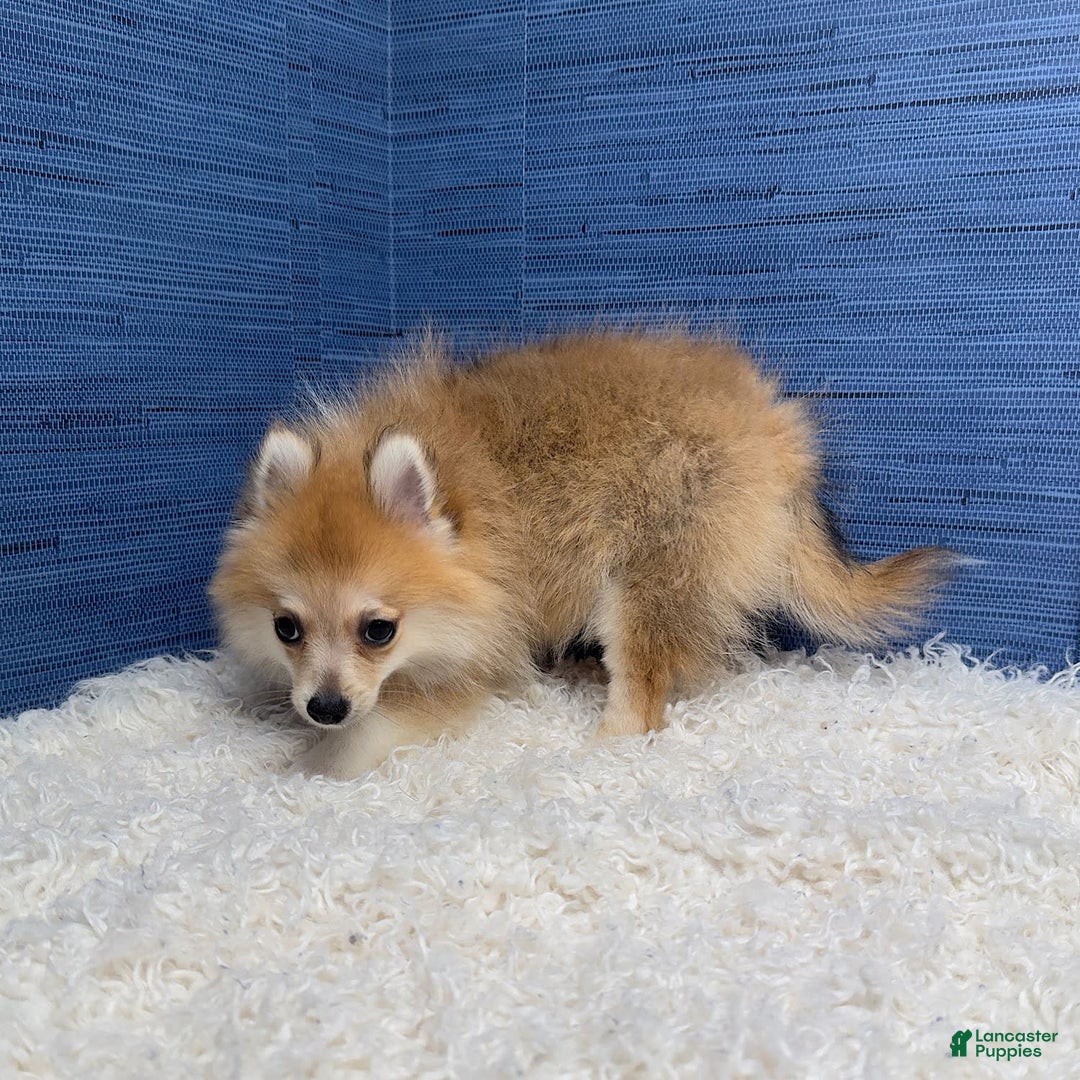 Pomeranian dogs for sale: Taryn - Image 14