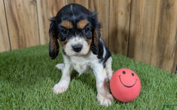 Cavalier King Charles Spaniel dogs for sale: Stardust Girl 1 - Image 8