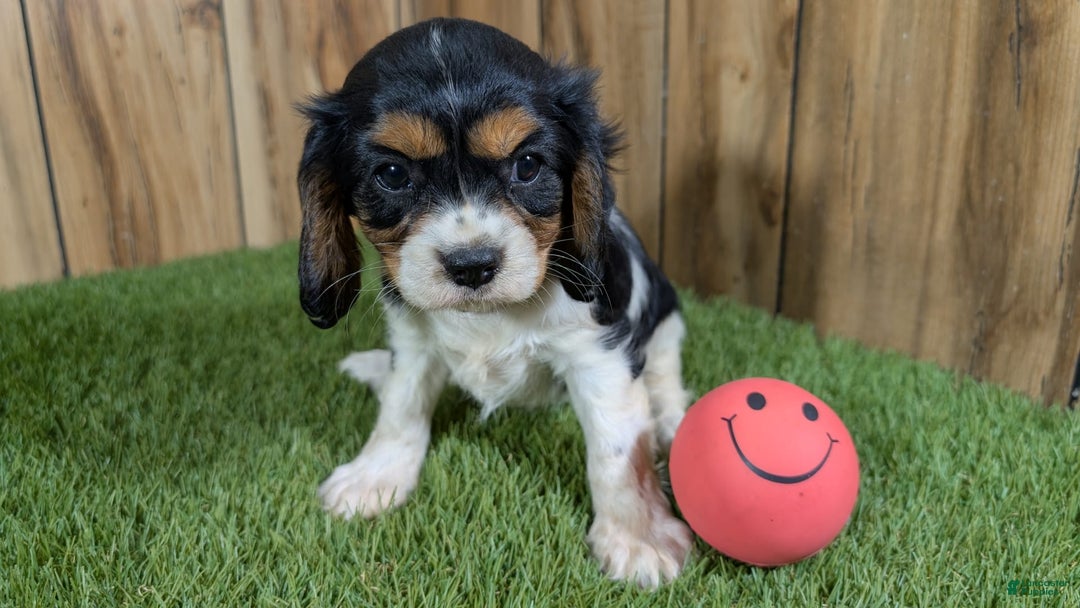 Cavalier King Charles Spaniel dogs for sale: Stardust Girl 1 - Image 8