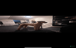 Bernedoodle dogs for sale: Ash - Image 6