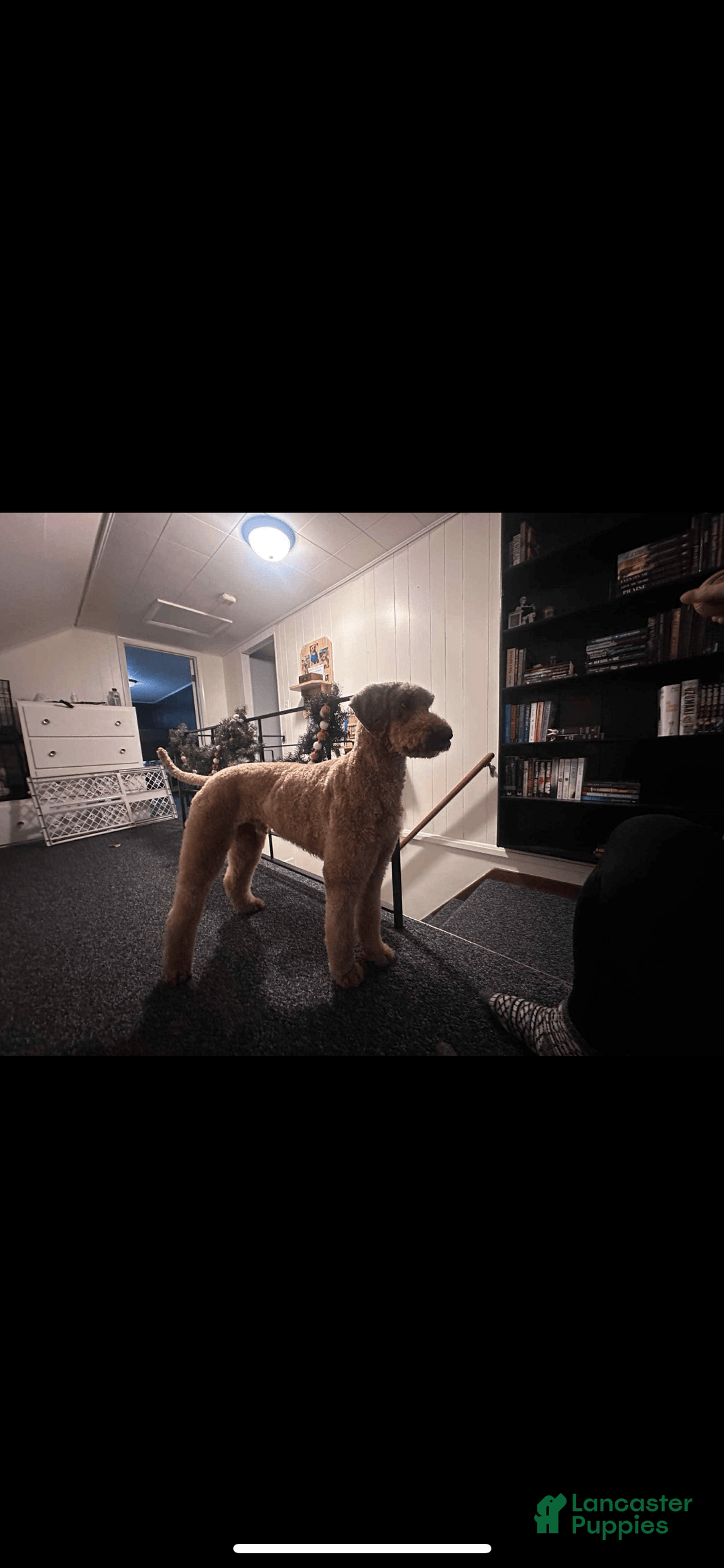 Bernedoodle dogs for sale: Ash - Image 6
