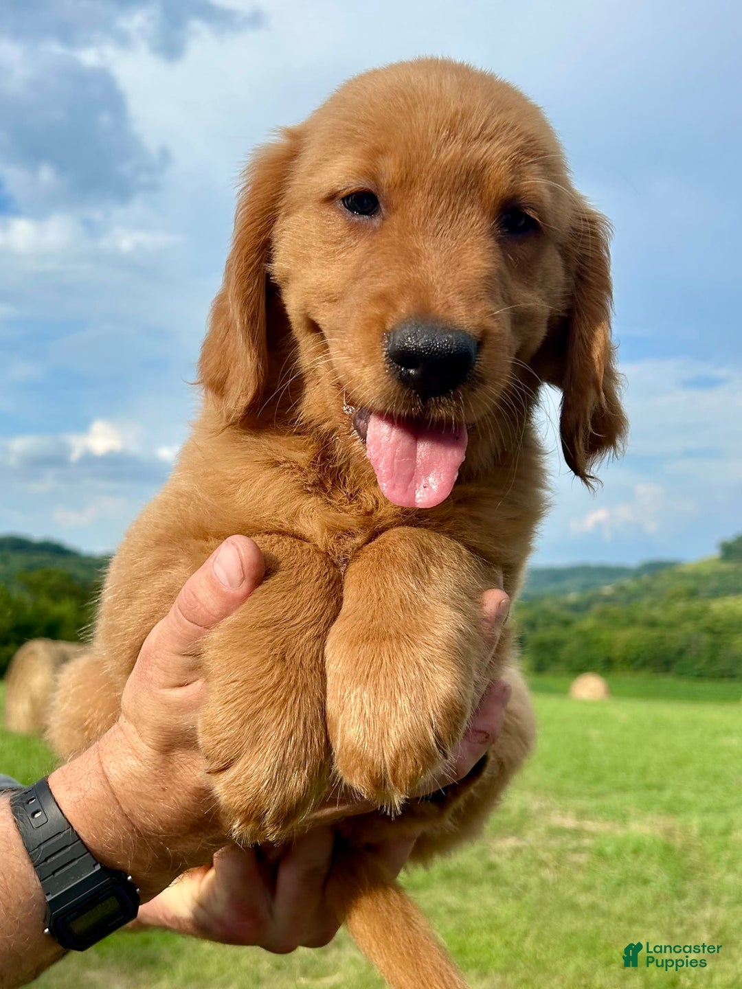 Golden Retriever dogs for sale: Clifford - Image 14