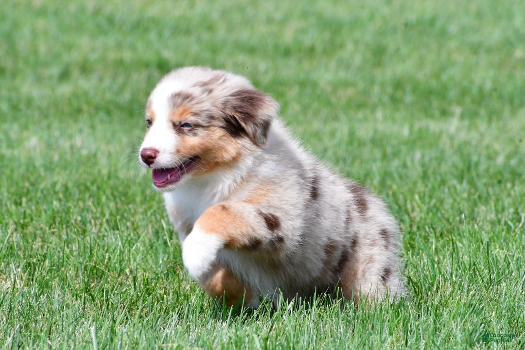 Australian Shepherd dogs for sale: Penny - Image 2