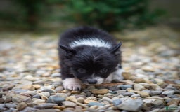 Pomchi dogs for sale: Night Fox - Image 6