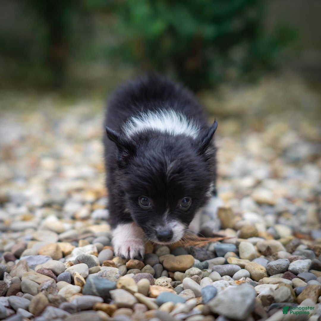 Pomchi dogs for sale: Night Fox - Image 6