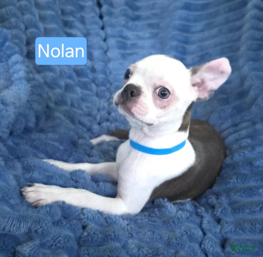Boston Terrier dogs for sale: Nolan - Image 14