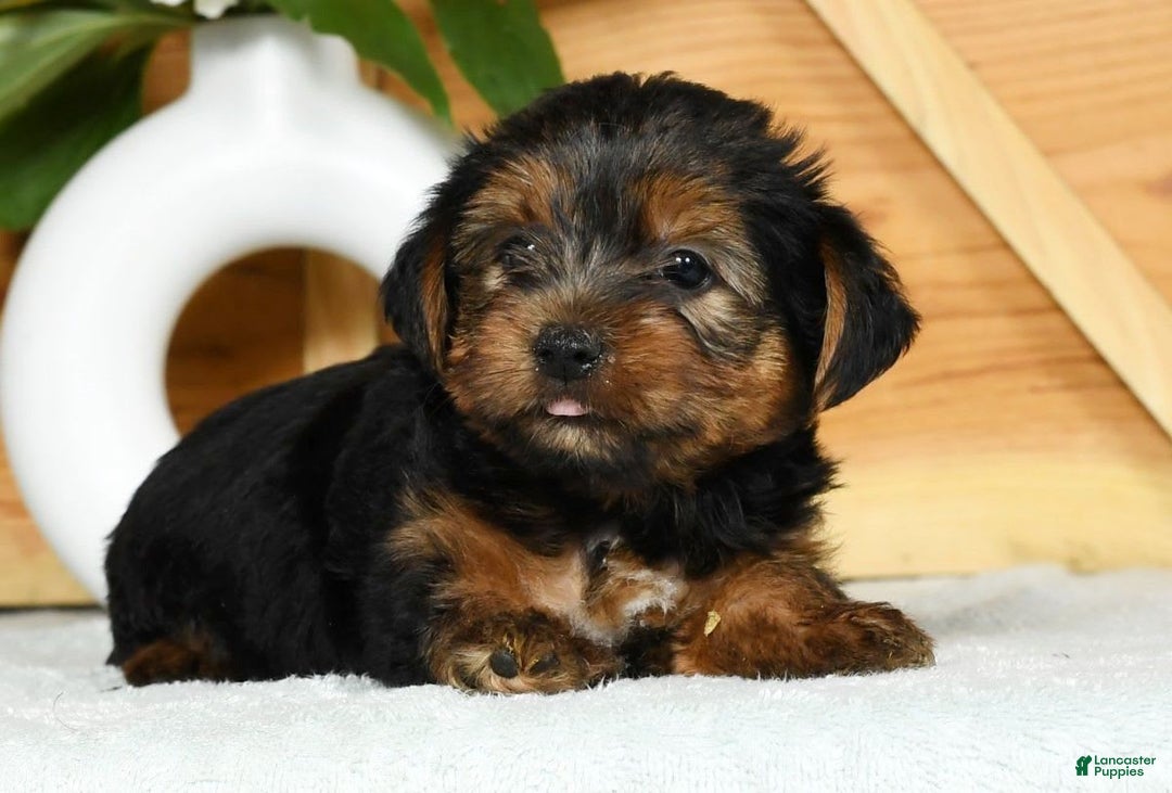 Yorkshire Terrier dogs for sale: Liam - Image 4