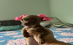 Chihuahua dogs for sale: Canela - Image 3