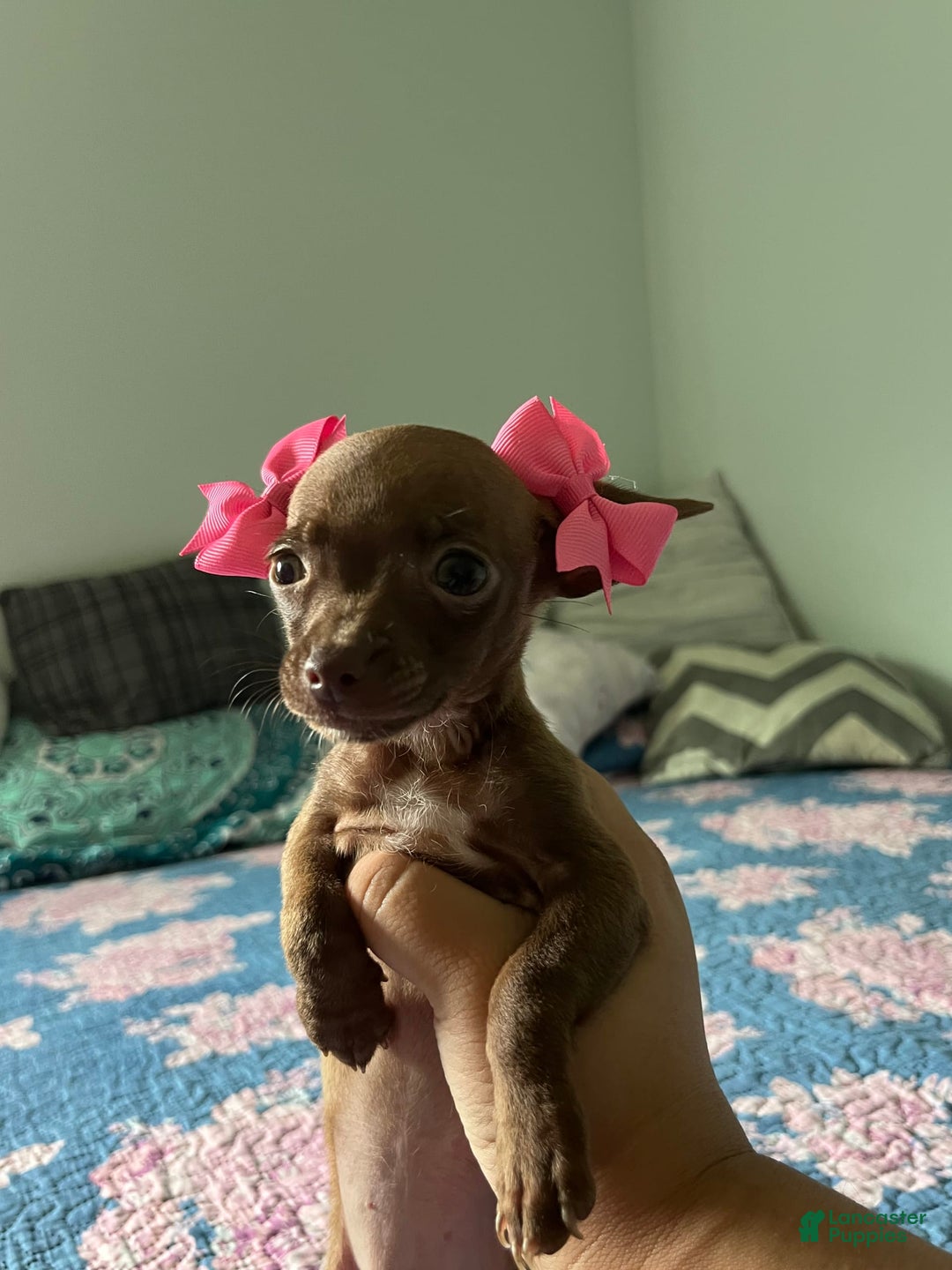 Chihuahua dogs for sale: Canela - Image 3