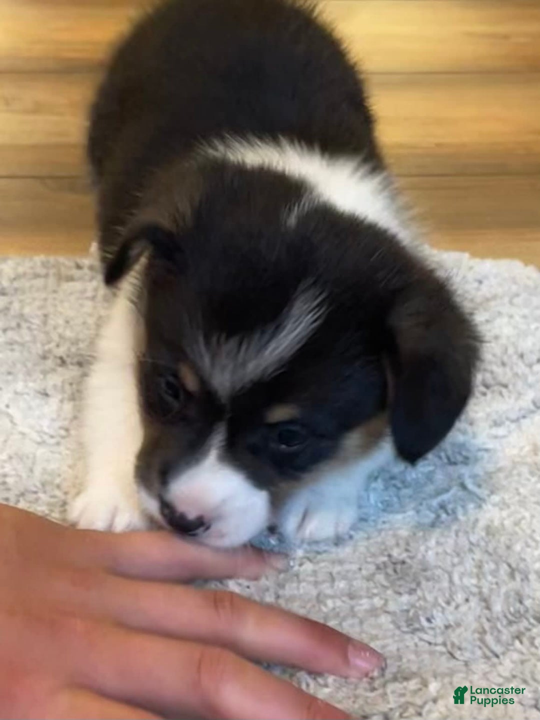 Welsh Corgi Pembroke dogs for sale: Jimmy - Image 12