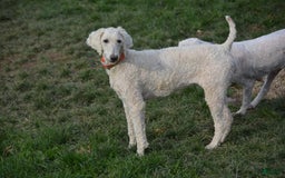 Standard Poodle dogs for sale: Gypsy - Image 27