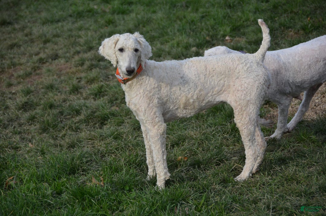 Standard Poodle dogs for sale: Gypsy - Image 27