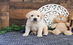 Labrador Retriever dogs for sale: Roman - Image 1