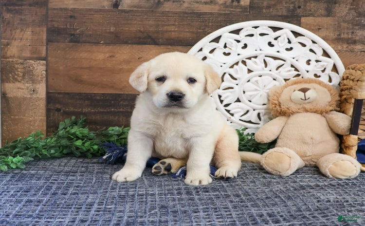 Labrador Retriever dogs for sale - Ad 3