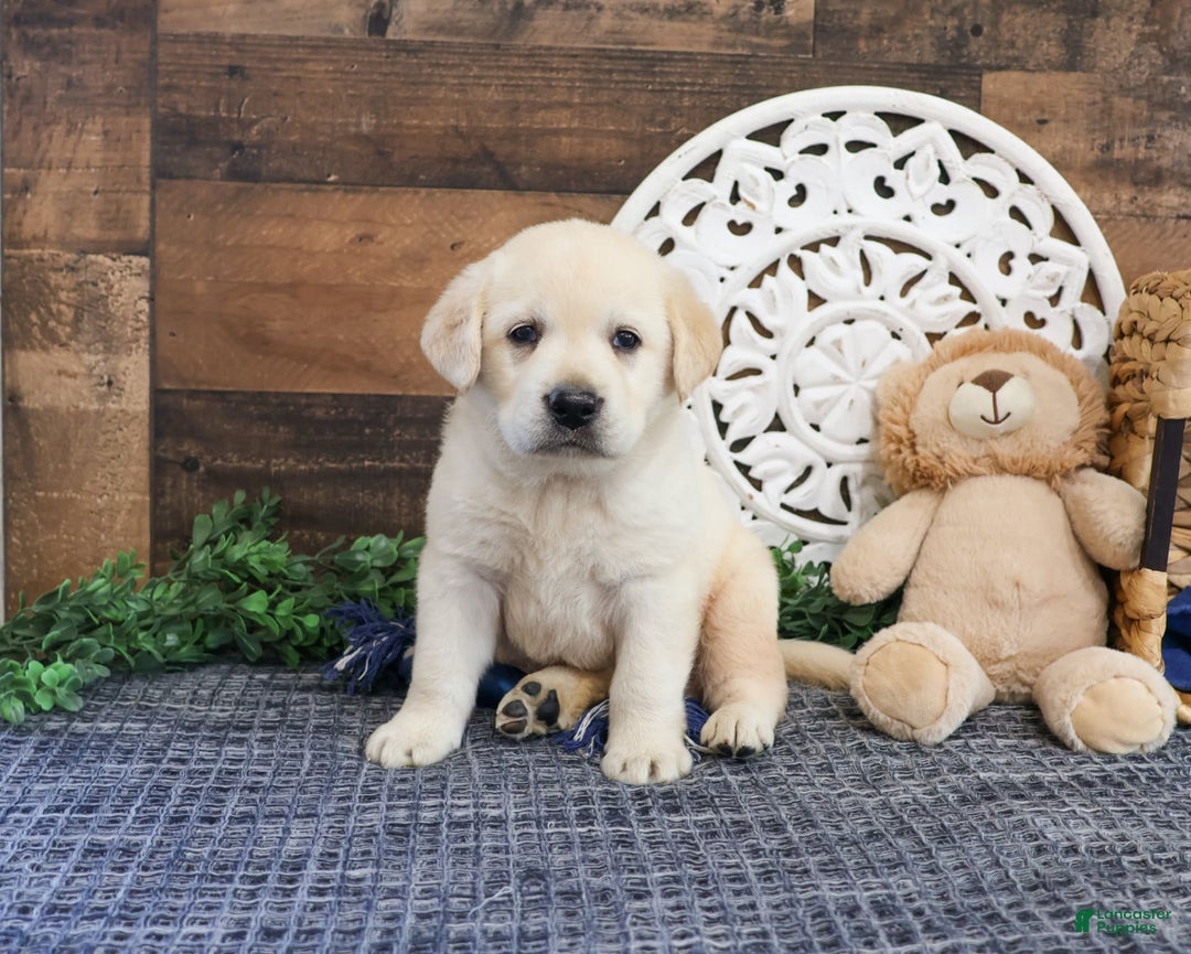 Labrador Retriever dogs for sale: Roman - Image 1
