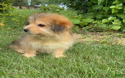 Yorkshire Terrier dogs for sale: Cooper - Image 9