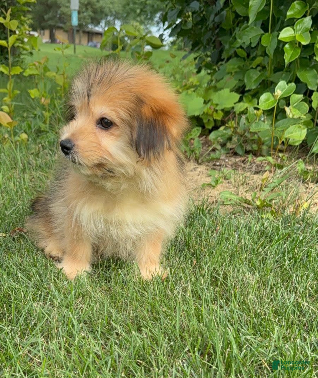 Yorkshire Terrier dogs for sale: Cooper - Image 9