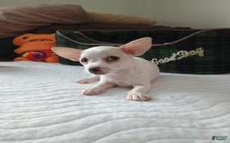 Chihuahua dogs for sale: Butters. Toy - Image 14