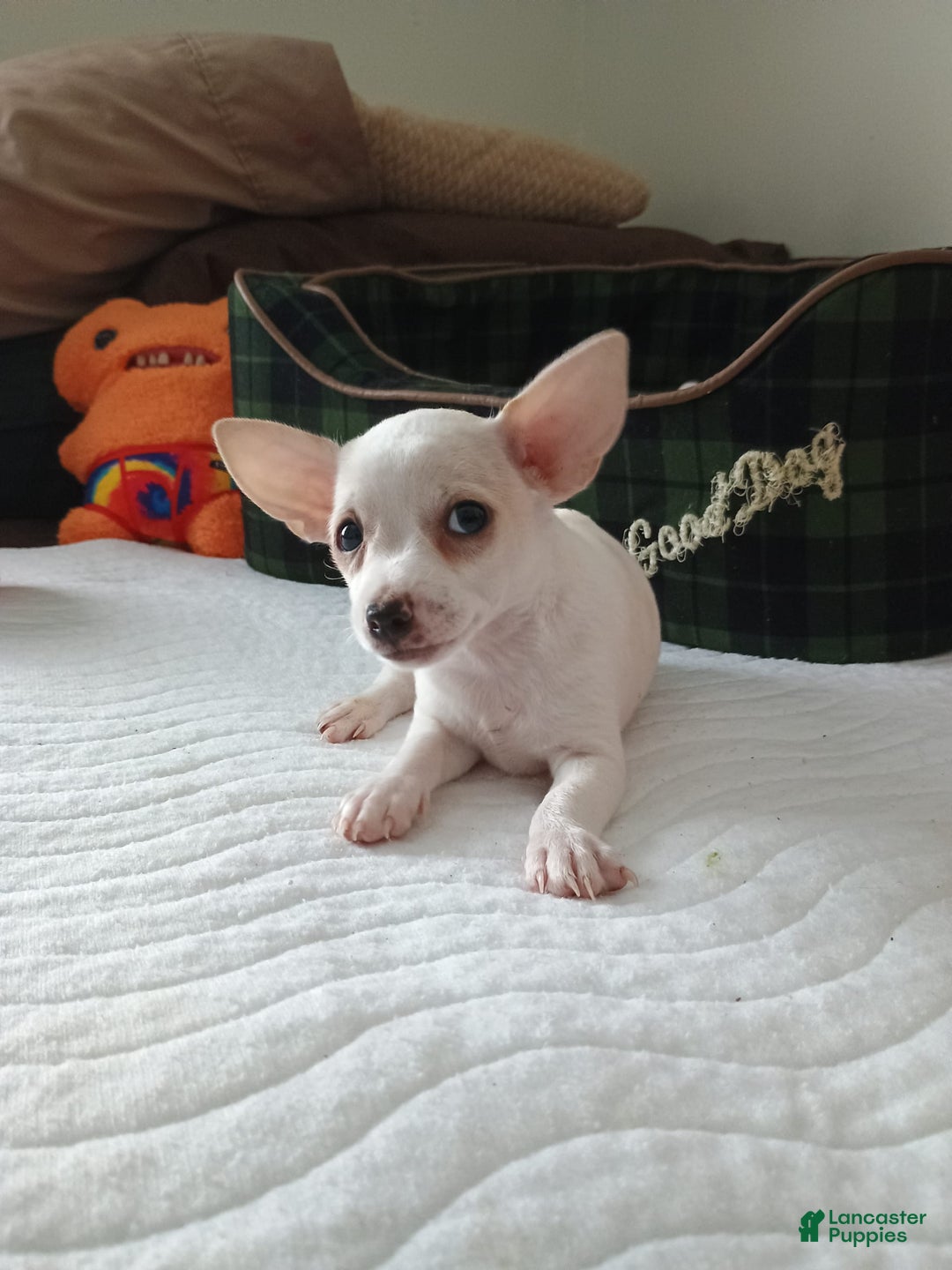 Chihuahua dogs for sale: Butters. Toy - Image 14