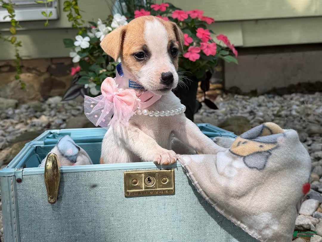 Jack Russell Terrier dogs for sale: Blondie - Image 5