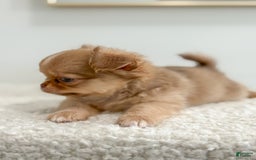 Chihuahua dogs for sale: Snickers - Image 23