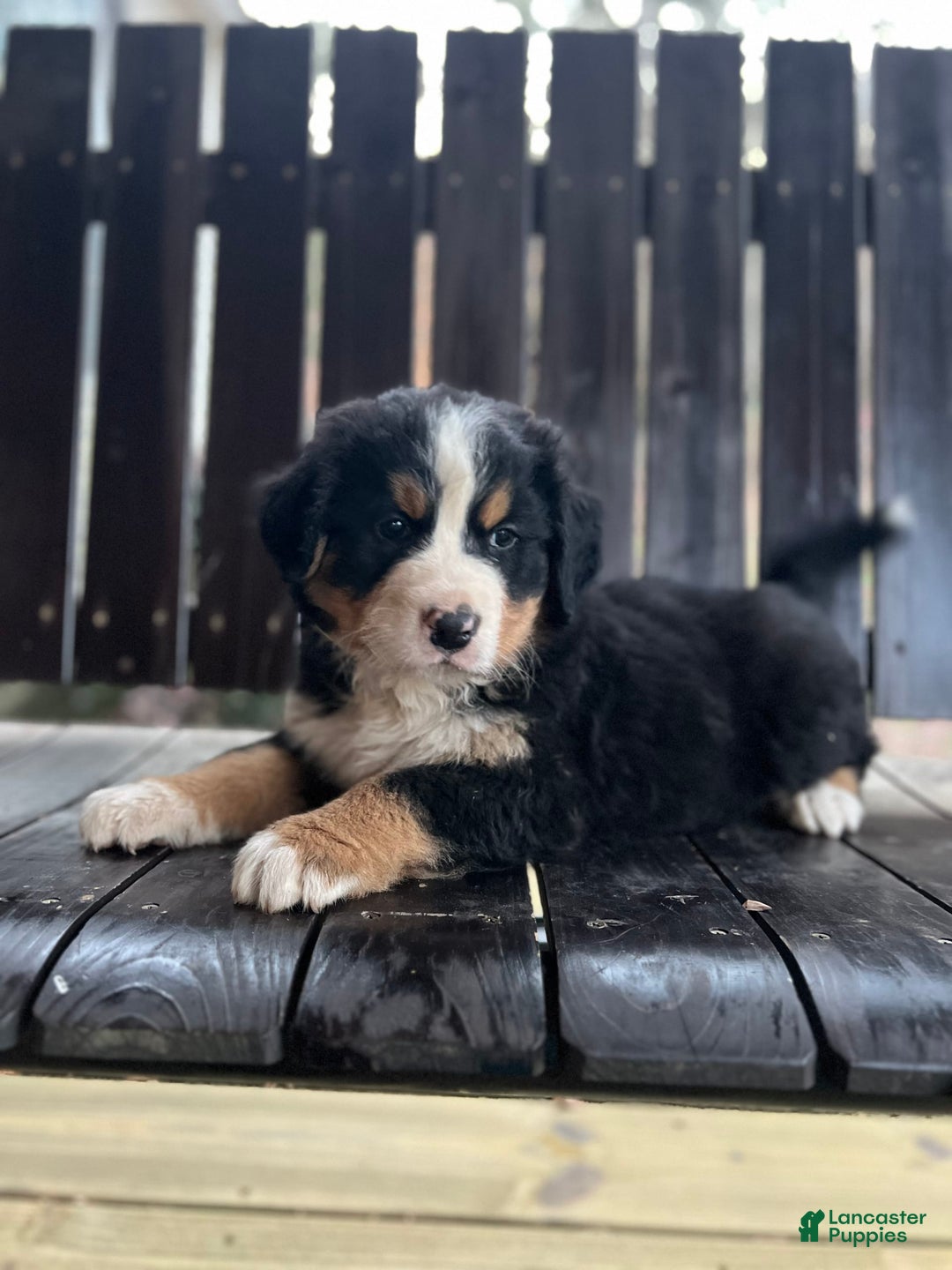 Bernese Mountain Dog dogs for sale: Elsa - Image 4