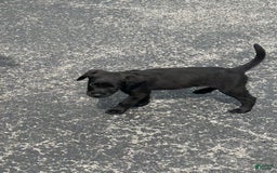 Cane Corso dogs for sale: Max - Image 6
