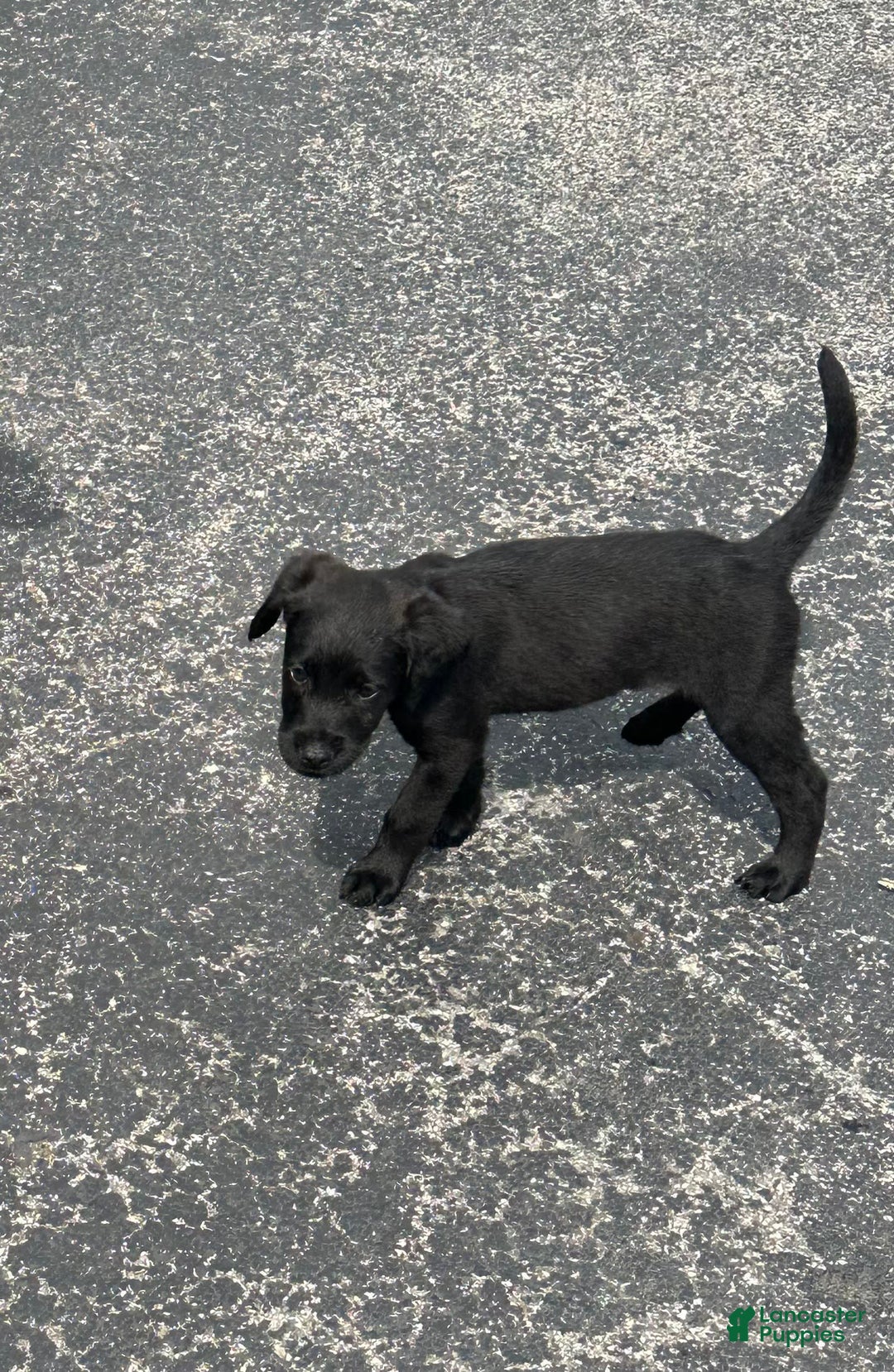 Cane Corso dogs for sale: Max - Image 6