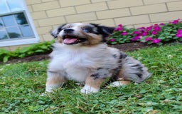 Miniature Australian Shepherd dogs for sale: Fiona - Image 6