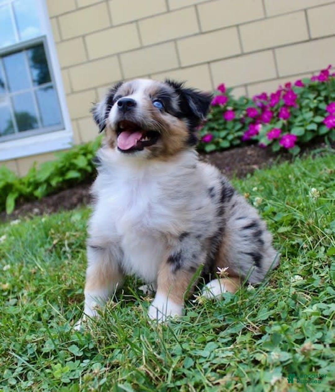 Miniature Australian Shepherd dogs for sale: Fiona - Image 6