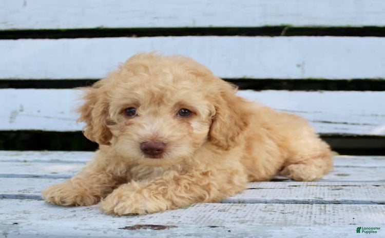 Miniature Poodle dogs for sale - Ad 2