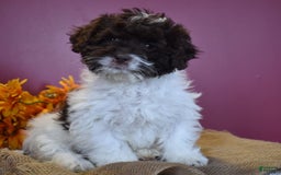 Cavapoo dogs for sale: Janie - Image 12