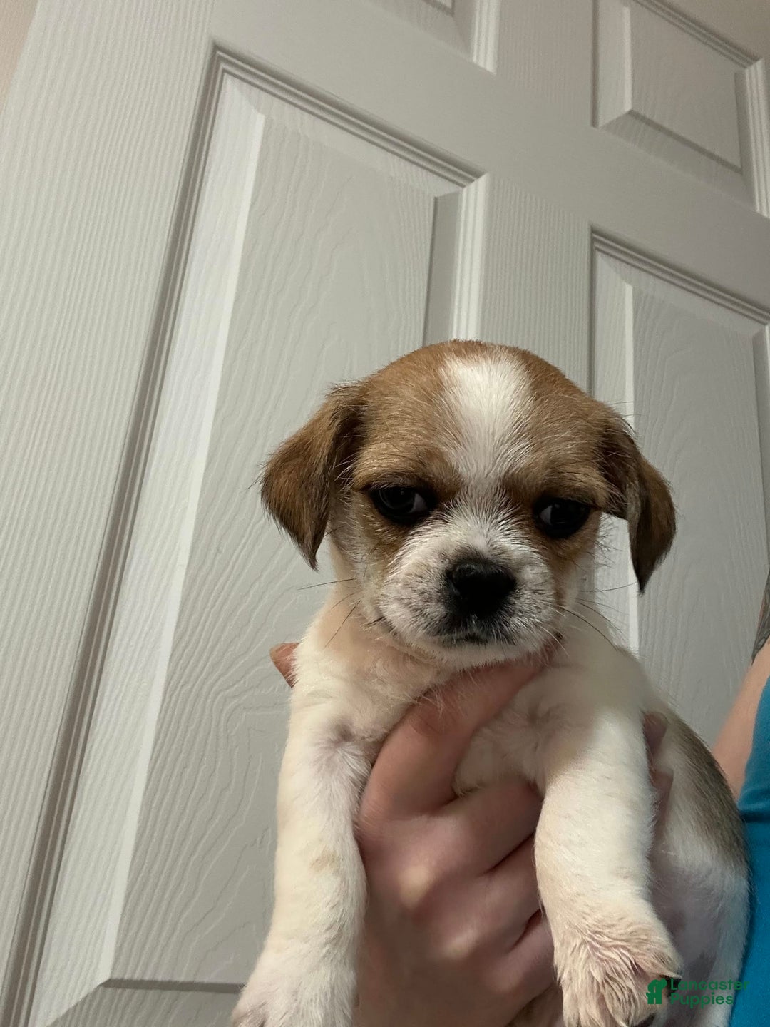 Shih Tzu dogs for sale: Spot - Image 1