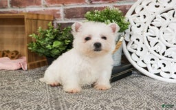 West Highland Terrier dogs for sale: Cordelia - Image 5
