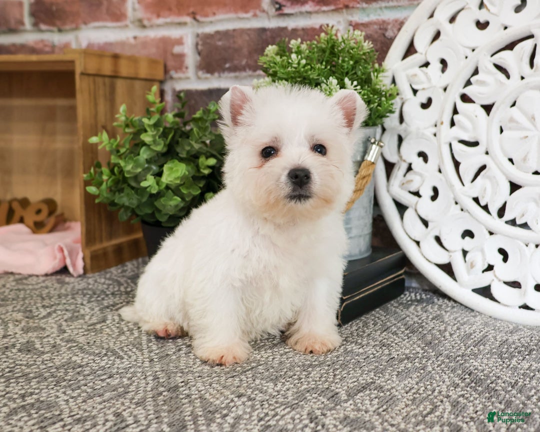 West Highland Terrier dogs for sale: Cordelia - Image 5